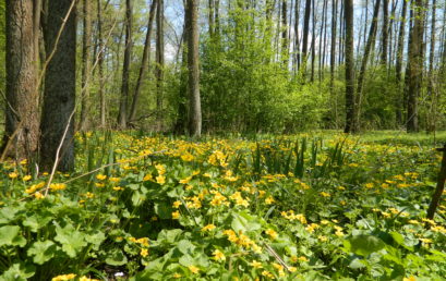 Wiosenna puszcza. / A spring forest.