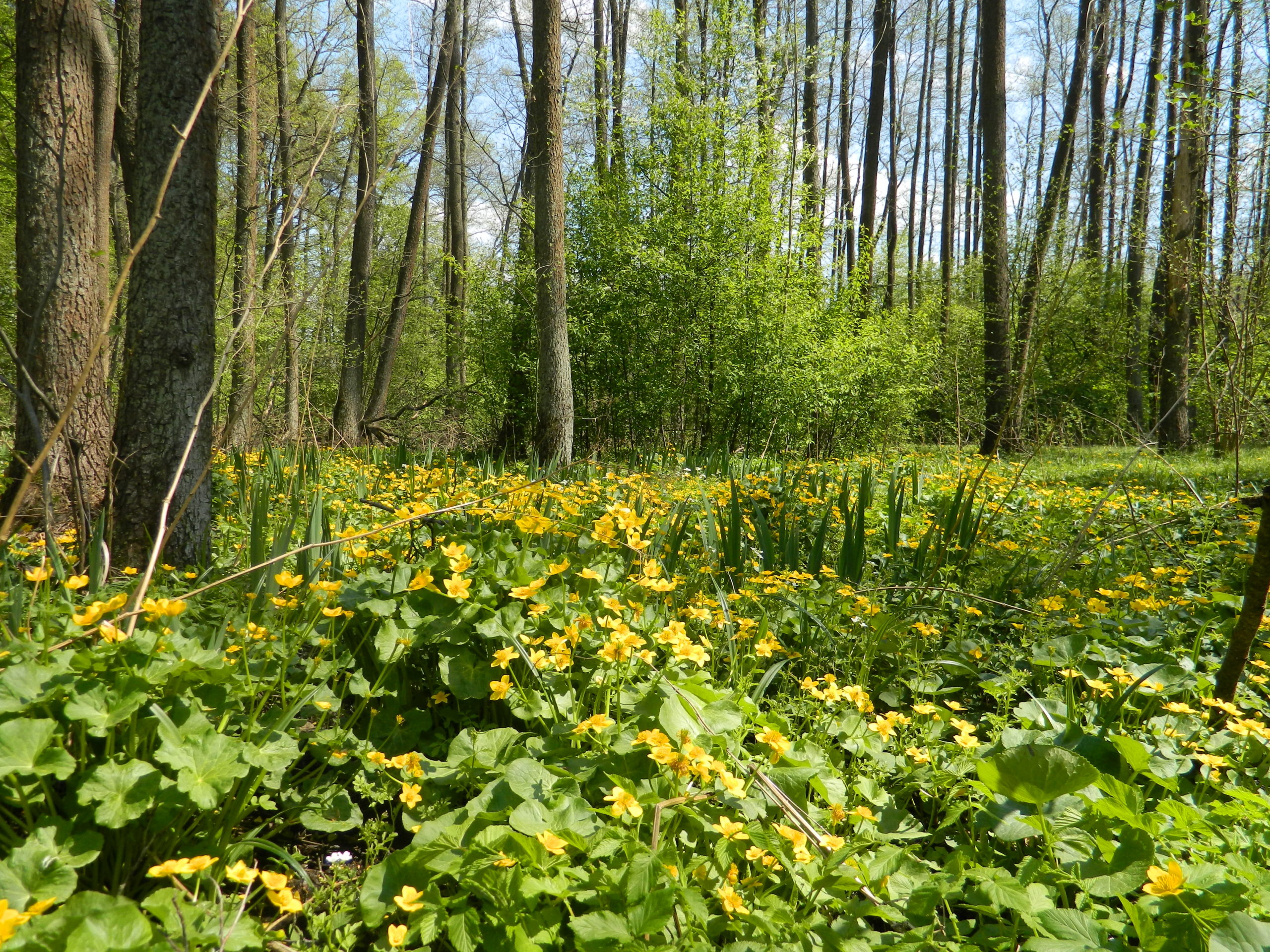 Wiosenna puszcza. / A spring forest.