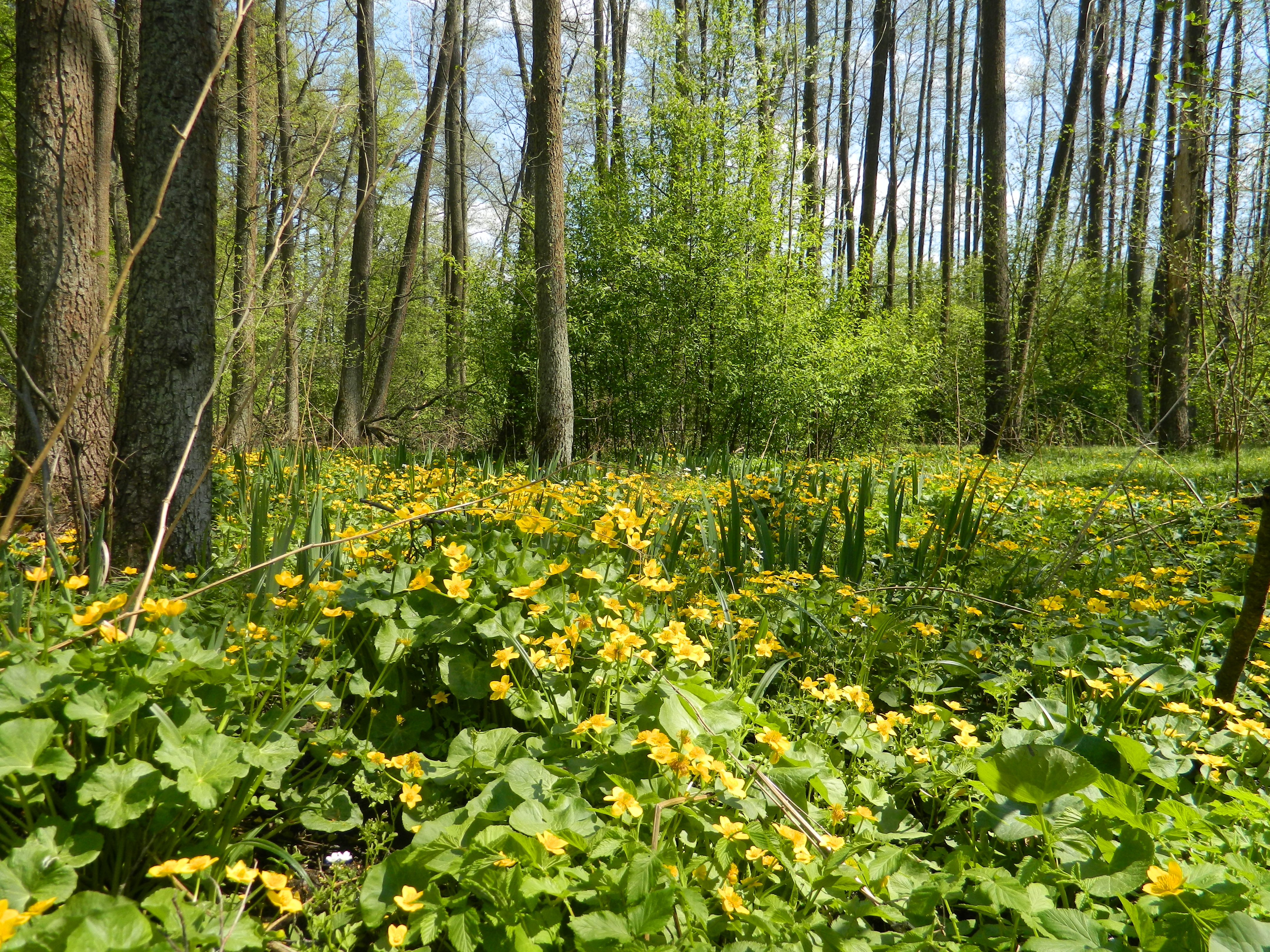 A spring forest.